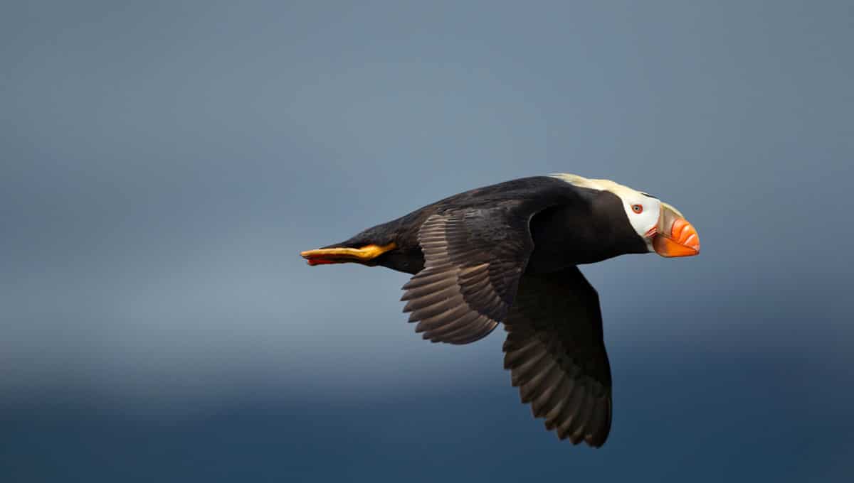 Puffin flying